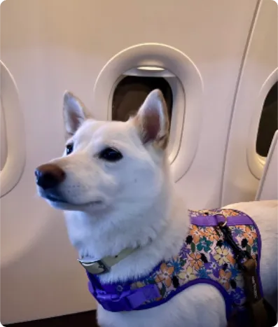 White dog wearing a purple floral harness sitting inside an aeroplane cabin by the windows.